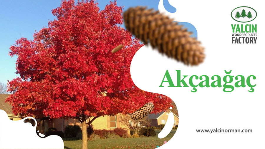  Akçaağaç 