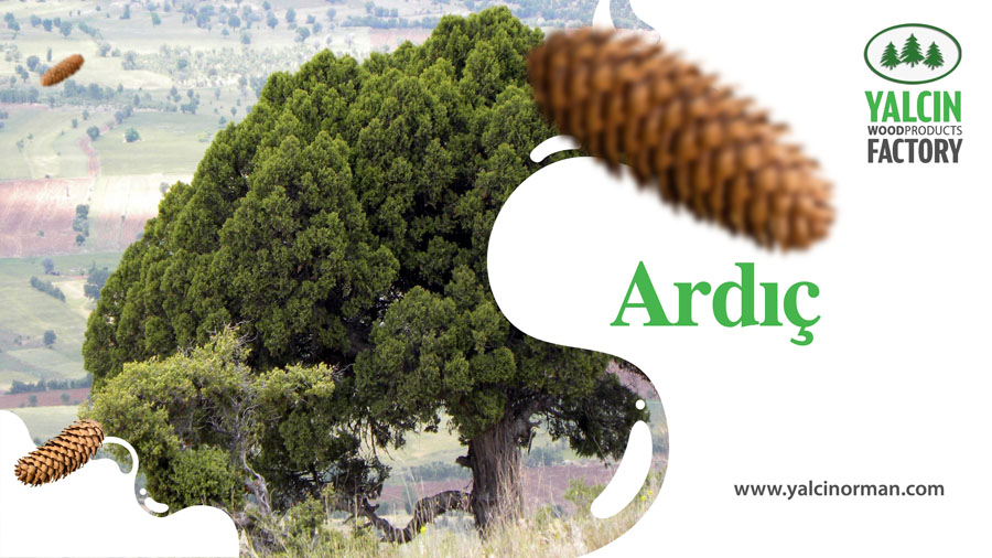  Ardıç