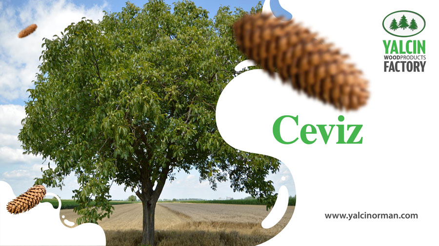  Ceviz
