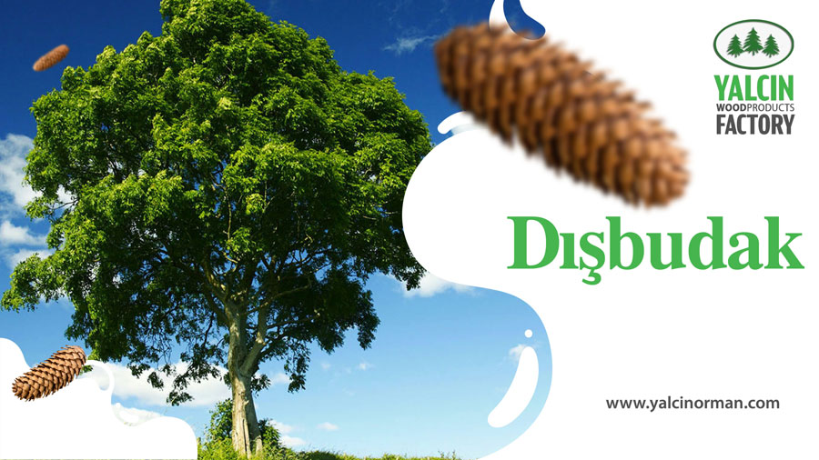 Dışbudak