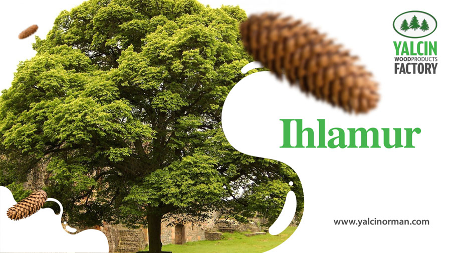 Ihlamur 