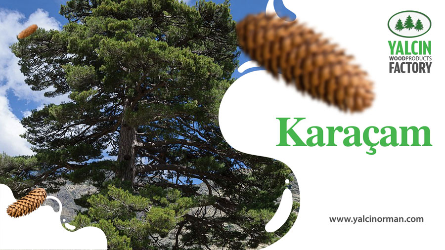 Karaçam