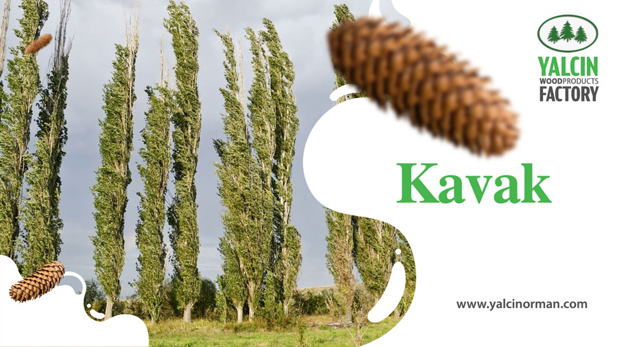 Kavak