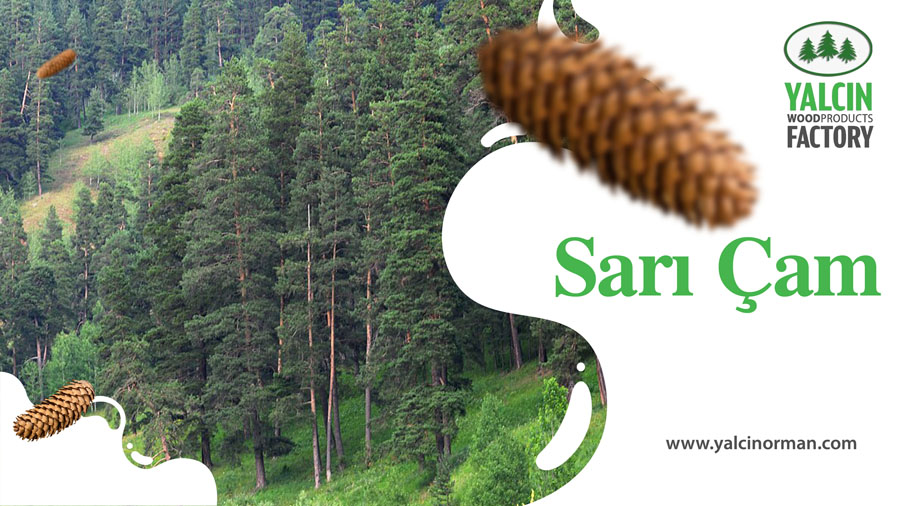 Sarı Çam
