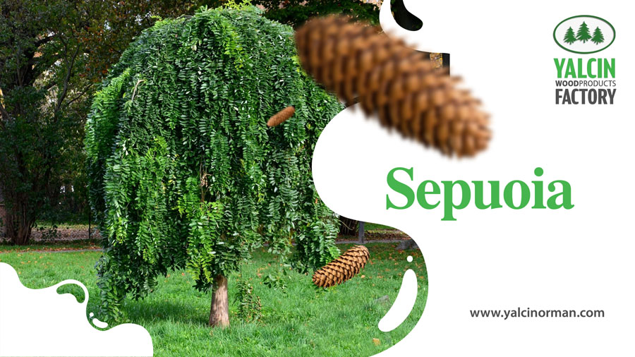 Sepuoia 